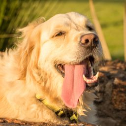 A thirsty and tired Golden Retriever lies in the water channel with her tongue hanging out of her mouth.