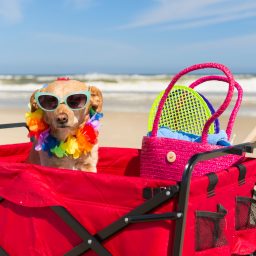 Dog On Vacation at Beach